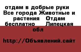 отдам в добрые руки - Все города Животные и растения » Отдам бесплатно   . Липецкая обл.